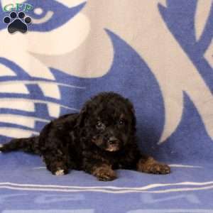 Elliana, Mini Bernedoodle Puppy